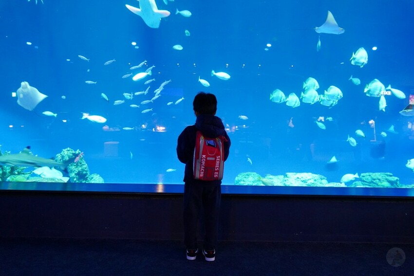 日本沖繩新型娛樂水族館、餵食預約、門票＆交通全解析｜DMM KARIYUSHI水族館完整攻略
