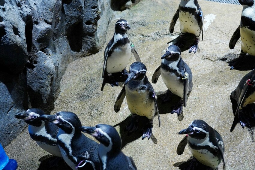 日本沖繩新型娛樂水族館、餵食預約、門票＆交通全解析｜DMM KARIYUSHI水族館完整攻略