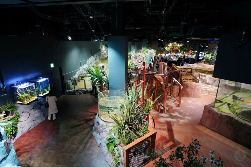 日本沖繩新型娛樂水族館、餵食預約、門票＆交通全解析｜DMM KARIYUSHI水族館完整攻略