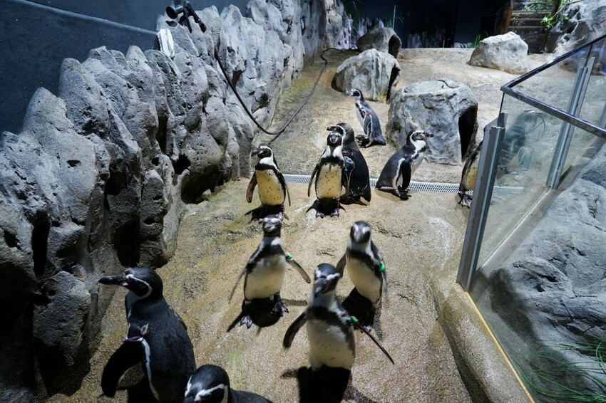日本沖繩新型娛樂水族館、餵食預約、門票＆交通全解析｜DMM KARIYUSHI水族館完整攻略