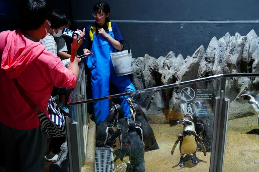 日本沖繩新型娛樂水族館、餵食預約、門票＆交通全解析｜DMM KARIYUSHI水族館完整攻略