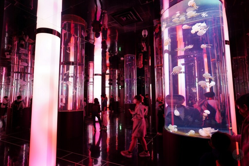 日本沖繩新型娛樂水族館、餵食預約、門票＆交通全解析｜DMM KARIYUSHI水族館完整攻略