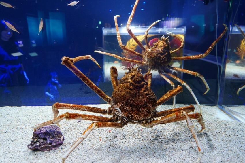 日本沖繩新型娛樂水族館、餵食預約、門票＆交通全解析｜DMM KARIYUSHI水族館完整攻略