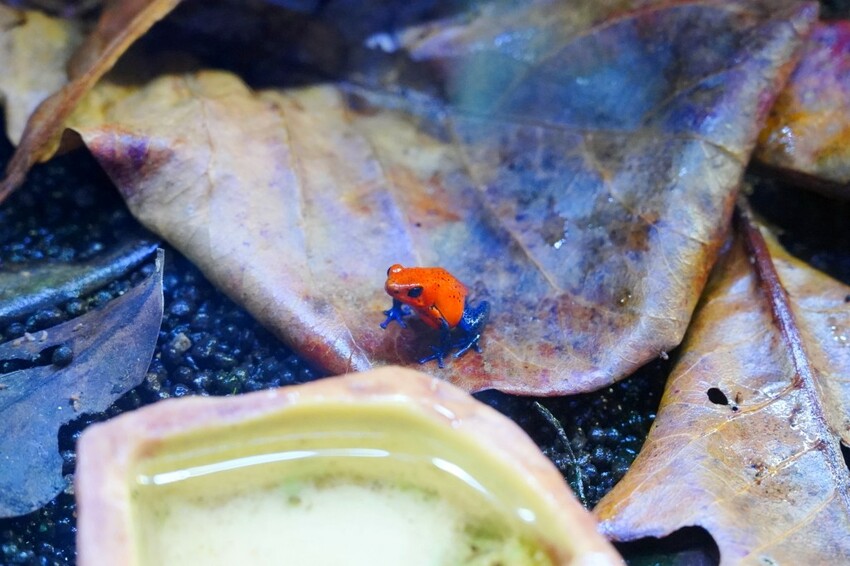 日本沖繩新型娛樂水族館、餵食預約、門票＆交通全解析｜DMM KARIYUSHI水族館完整攻略