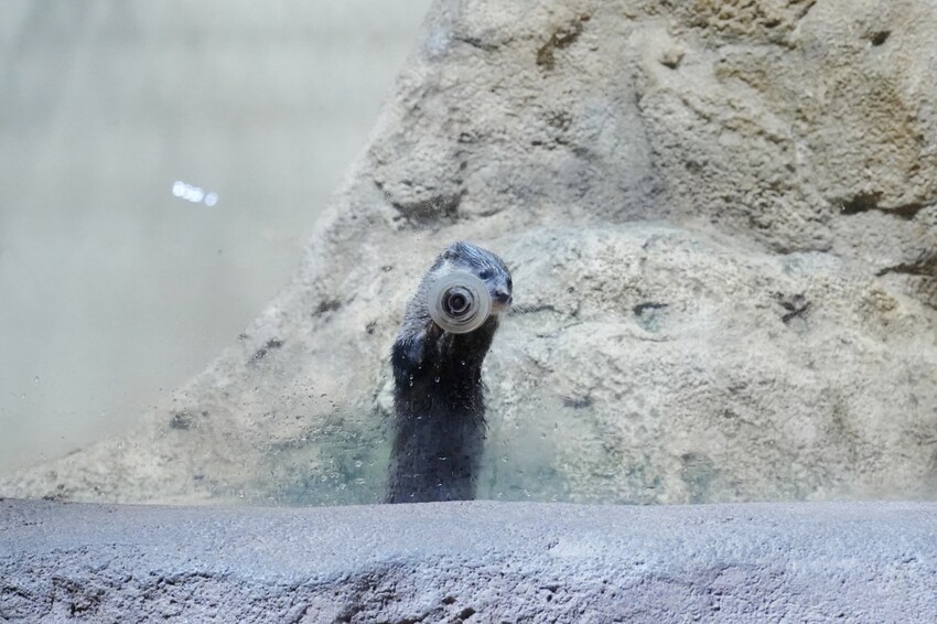 日本沖繩新型娛樂水族館、餵食預約、門票＆交通全解析｜DMM KARIYUSHI水族館完整攻略