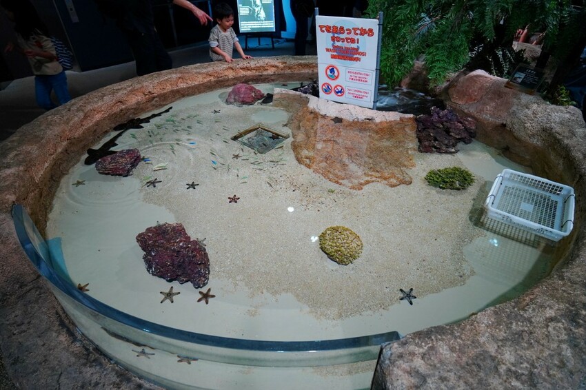 日本沖繩新型娛樂水族館、餵食預約、門票＆交通全解析｜DMM KARIYUSHI水族館完整攻略