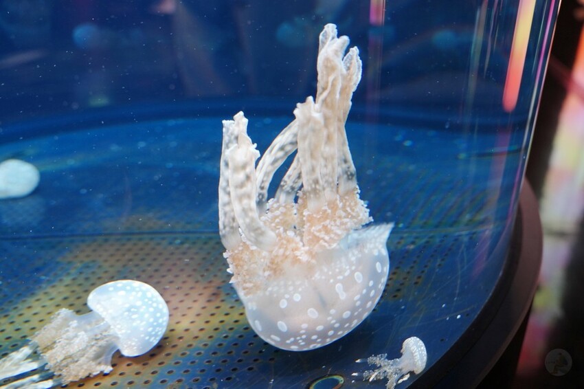 日本沖繩新型娛樂水族館、餵食預約、門票＆交通全解析｜DMM KARIYUSHI水族館完整攻略