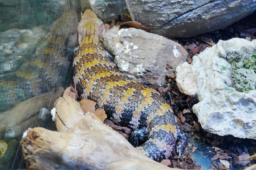 日本沖繩新型娛樂水族館、餵食預約、門票＆交通全解析｜DMM KARIYUSHI水族館完整攻略