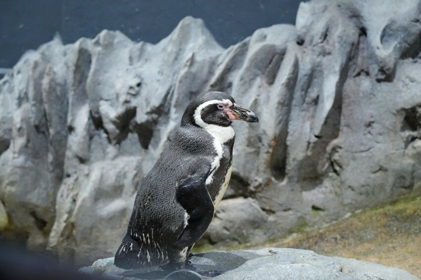 日本沖繩新型娛樂水族館、餵食預約、門票＆交通全解析｜DMM KARIYUSHI水族館完整攻略