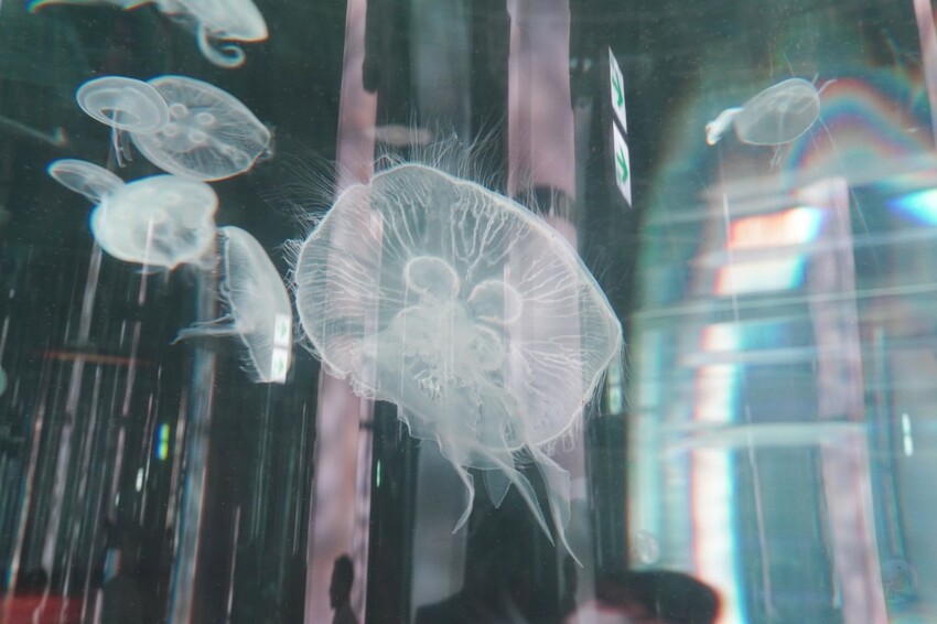 日本沖繩新型娛樂水族館、餵食預約、門票＆交通全解析｜DMM KARIYUSHI水族館完整攻略