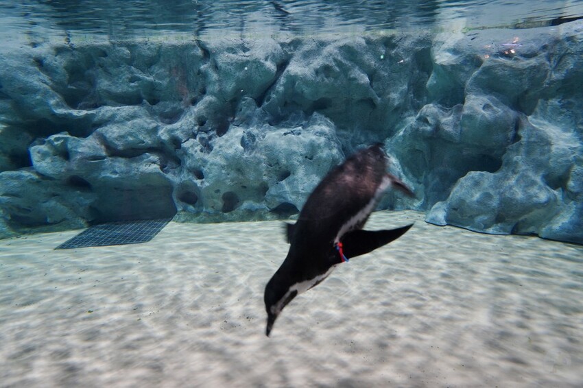 日本沖繩新型娛樂水族館、餵食預約、門票＆交通全解析｜DMM KARIYUSHI水族館完整攻略