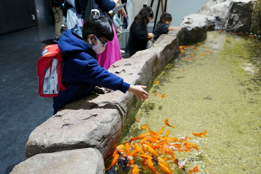 日本沖繩新型娛樂水族館、餵食預約、門票＆交通全解析｜DMM KARIYUSHI水族館完整攻略