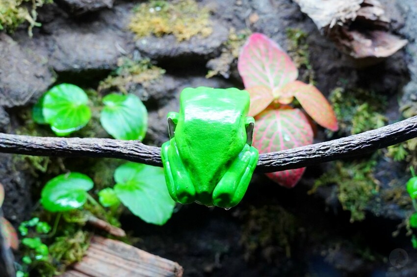 日本沖繩新型娛樂水族館、餵食預約、門票＆交通全解析｜DMM KARIYUSHI水族館完整攻略