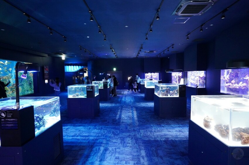 日本沖繩新型娛樂水族館、餵食預約、門票＆交通全解析｜DMM KARIYUSHI水族館完整攻略