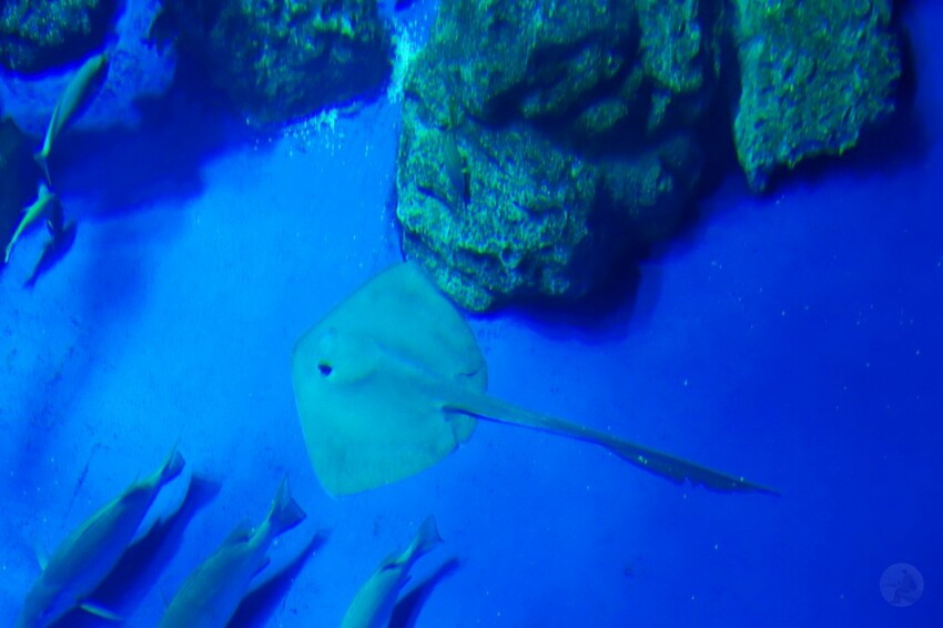 日本沖繩新型娛樂水族館、餵食預約、門票＆交通全解析｜DMM KARIYUSHI水族館完整攻略