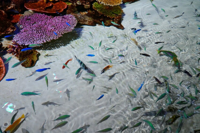 日本沖繩新型娛樂水族館、餵食預約、門票＆交通全解析｜DMM KARIYUSHI水族館完整攻略