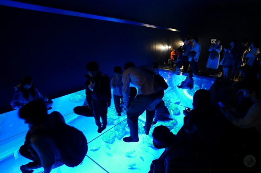 日本沖繩新型娛樂水族館、餵食預約、門票＆交通全解析｜DMM KARIYUSHI水族館完整攻略