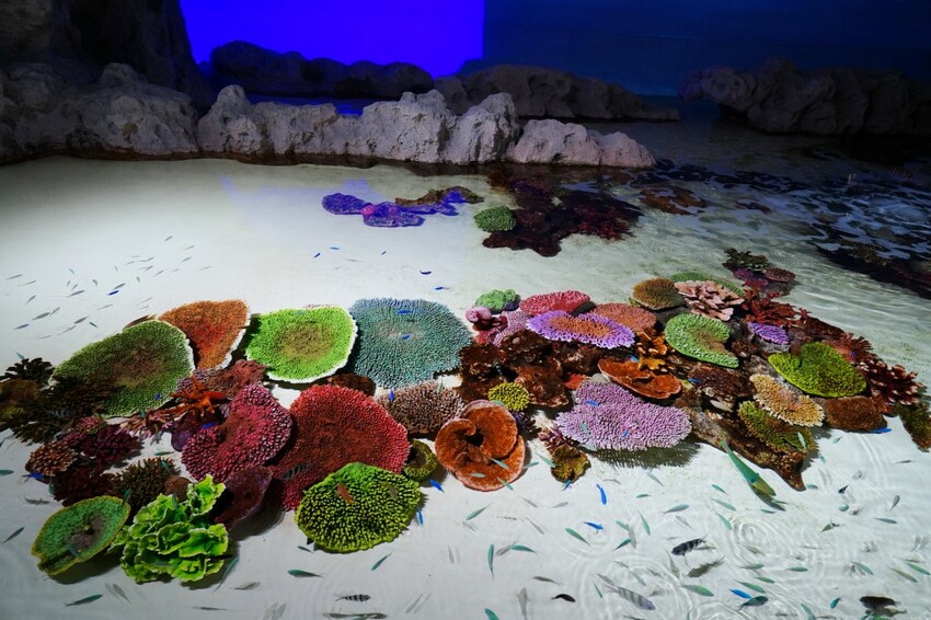 日本沖繩新型娛樂水族館、餵食預約、門票＆交通全解析｜DMM KARIYUSHI水族館完整攻略