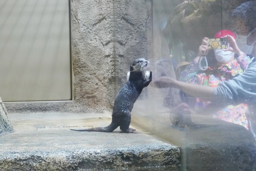 日本沖繩新型娛樂水族館、餵食預約、門票＆交通全解析｜DMM KARIYUSHI水族館完整攻略