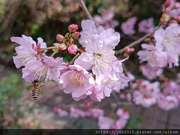 桃園蘆竹大古山賞香水櫻，發現桃園燈會展場