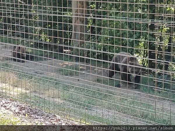 布拉索夫熊保育區