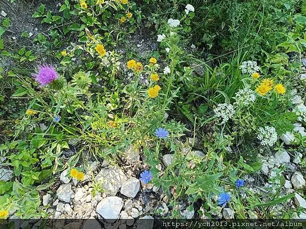 布拉索夫熊保育區