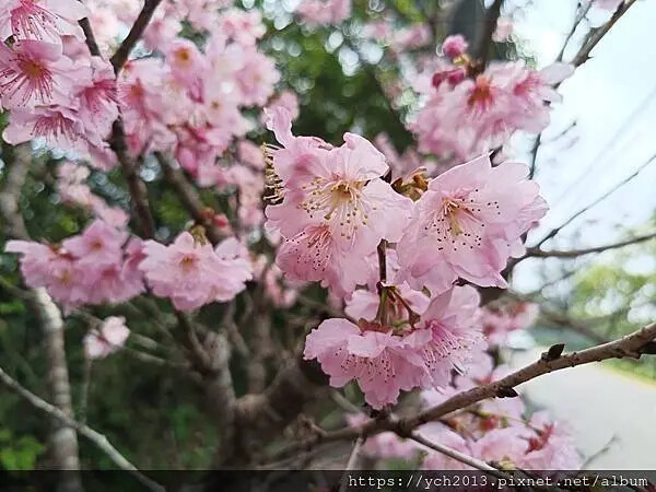 桃園蘆竹大古山賞香水櫻，發現桃園燈會展場