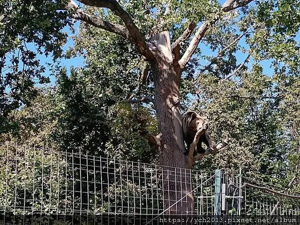 布拉索夫熊保育區