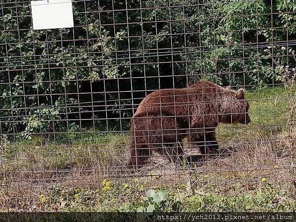 布拉索夫熊保育區