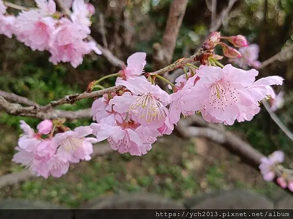 桃園蘆竹大古山賞香水櫻，發現桃園燈會展場