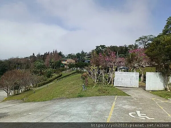 桃園蘆竹大古山賞香水櫻，發現桃園燈會展場
