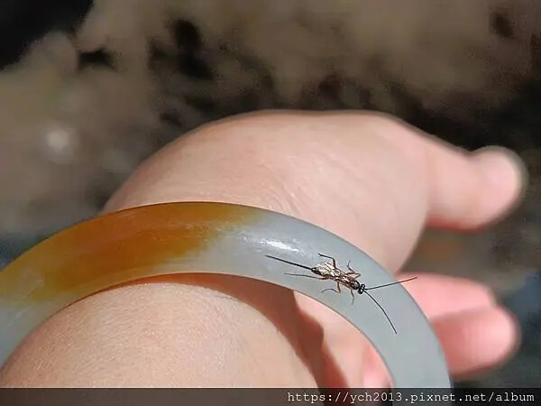 布拉索夫熊保育區