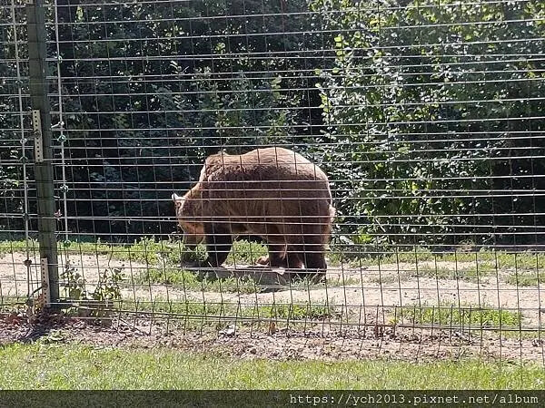 布拉索夫熊保育區