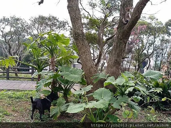 桃園蘆竹大古山賞香水櫻，發現桃園燈會展場