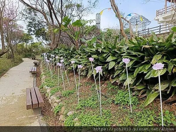 桃園蘆竹大古山賞香水櫻，發現桃園燈會展場