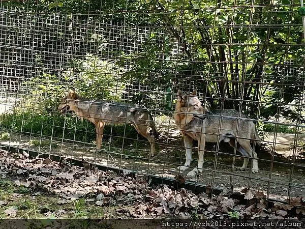 布拉索夫熊保育區