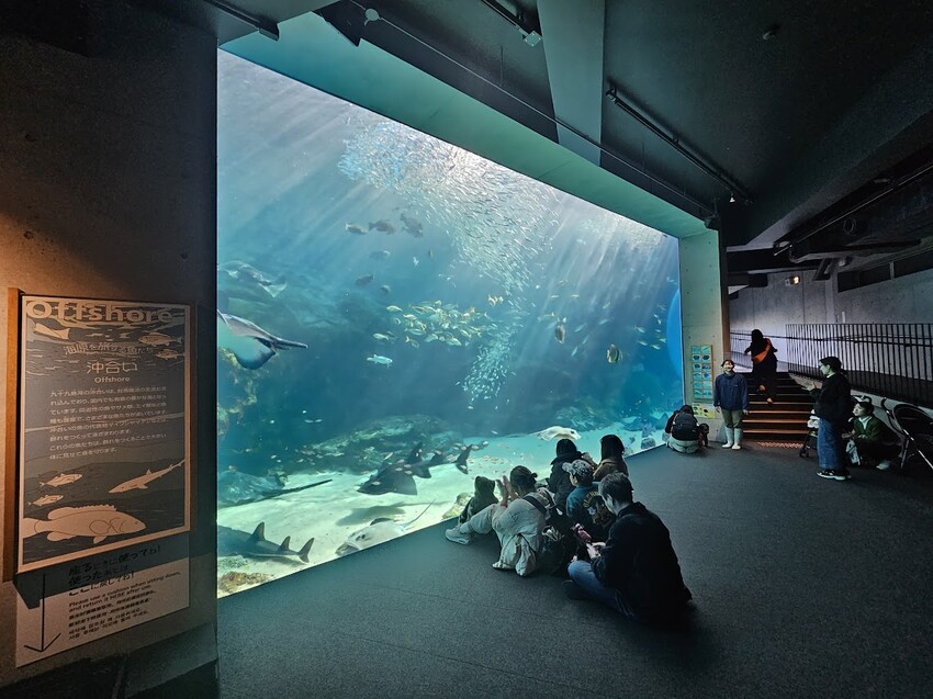 日本[旅遊]長崎 探秘九十九島水族館「海閃閃」 夢幻海洋世界與獨特體驗
