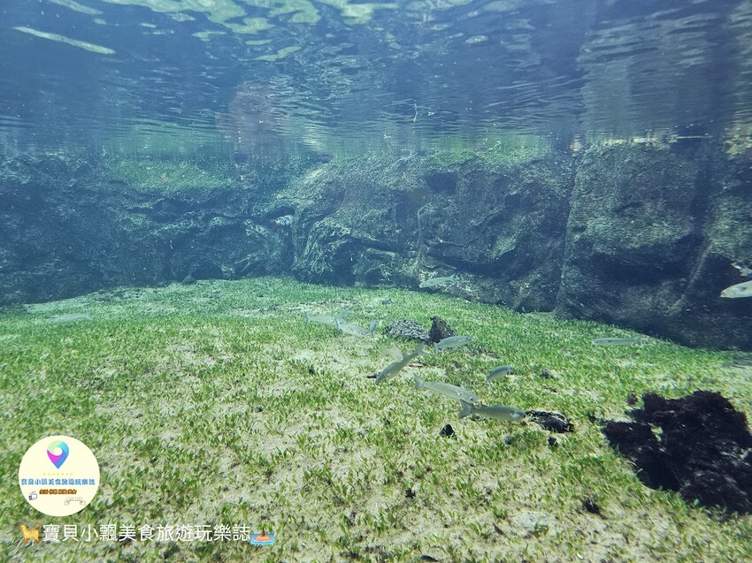 日本[旅遊]長崎 探秘九十九島水族館「海閃閃」 夢幻海洋世界與獨特體驗