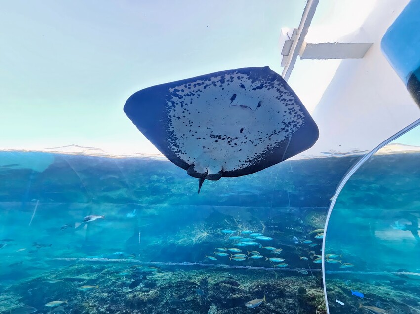 日本[旅遊]長崎 探秘九十九島水族館「海閃閃」 夢幻海洋世界與獨特體驗