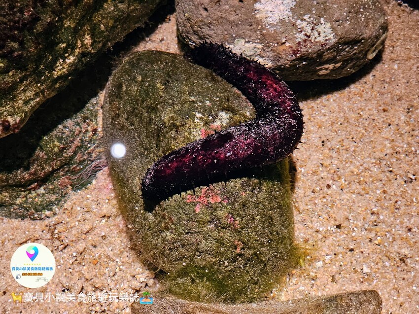 日本[旅遊]長崎 探秘九十九島水族館「海閃閃」 夢幻海洋世界與獨特體驗