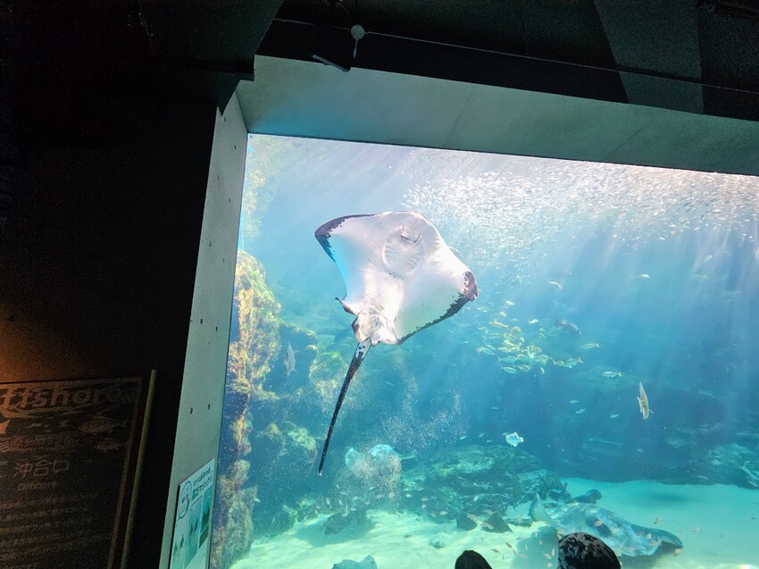 日本[旅遊]長崎 探秘九十九島水族館「海閃閃」 夢幻海洋世界與獨特體驗