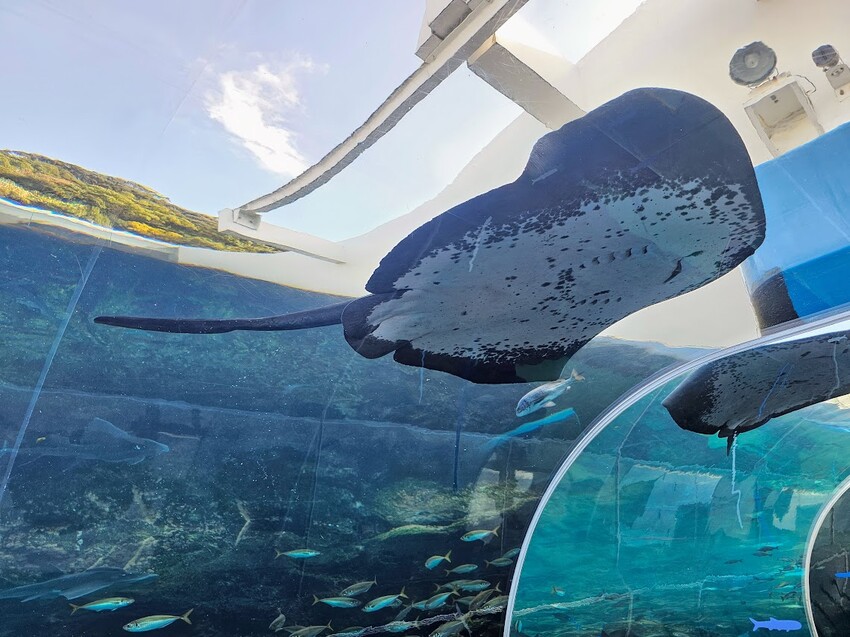 日本[旅遊]長崎 探秘九十九島水族館「海閃閃」 夢幻海洋世界與獨特體驗