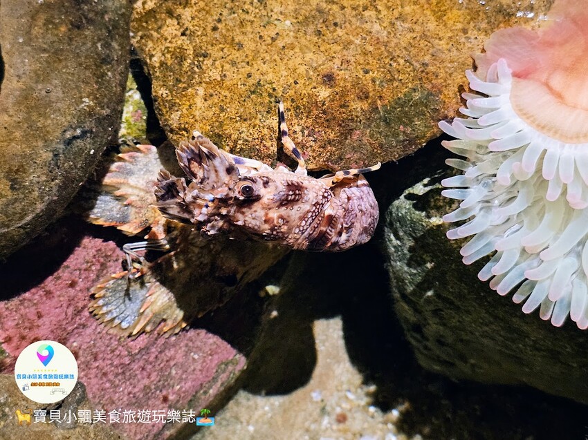 日本[旅遊]長崎 探秘九十九島水族館「海閃閃」 夢幻海洋世界與獨特體驗