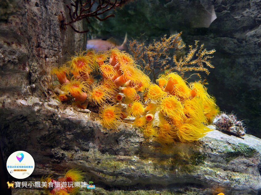 日本[旅遊]長崎 探秘九十九島水族館「海閃閃」 夢幻海洋世界與獨特體驗