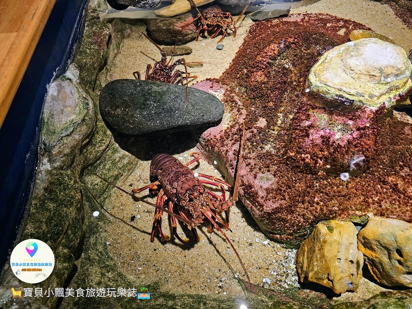 日本[旅遊]長崎 探秘九十九島水族館「海閃閃」 夢幻海洋世界與獨特體驗