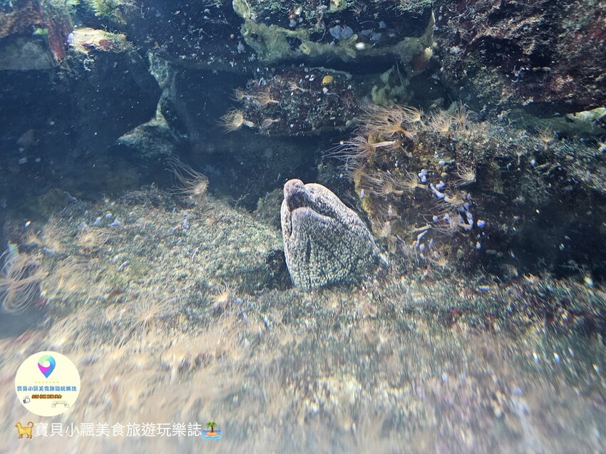 日本[旅遊]長崎 探秘九十九島水族館「海閃閃」 夢幻海洋世界與獨特體驗