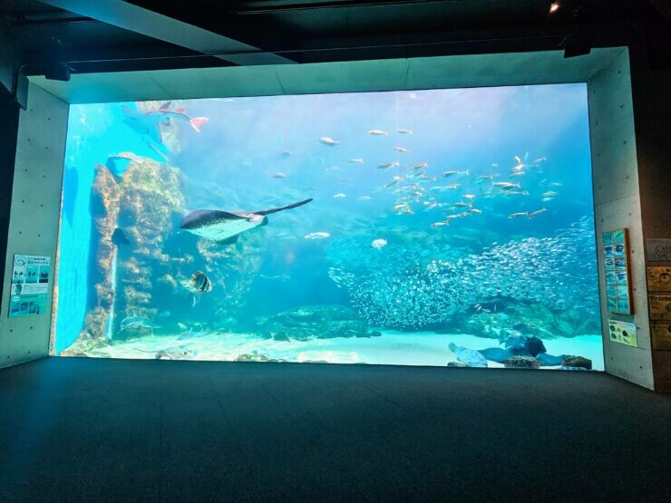 日本[旅遊]長崎 探秘九十九島水族館「海閃閃」 夢幻海洋世界與獨特體驗