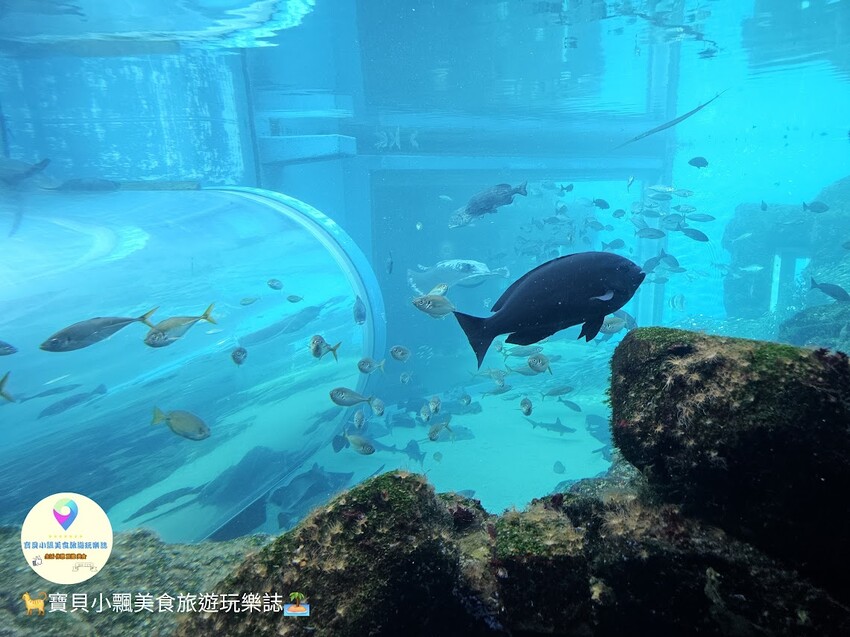 日本[旅遊]長崎 探秘九十九島水族館「海閃閃」 夢幻海洋世界與獨特體驗