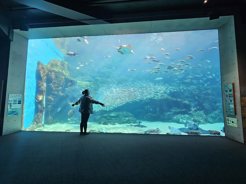 日本[旅遊]長崎 探秘九十九島水族館「海閃閃」 夢幻海洋世界與獨特體驗