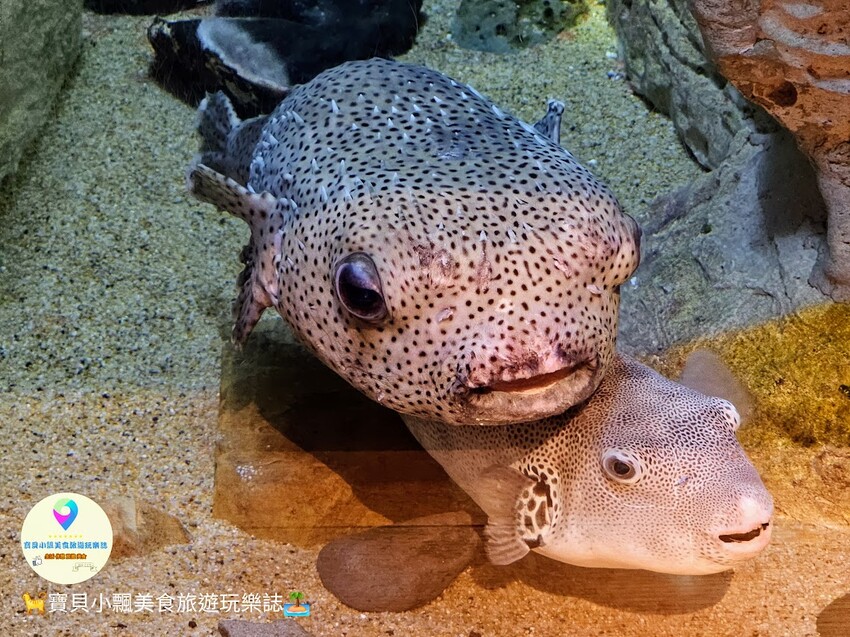 日本[旅遊]長崎 探秘九十九島水族館「海閃閃」 夢幻海洋世界與獨特體驗
